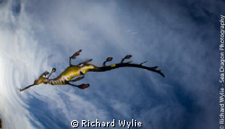 This is a juvenile Weedy Seadragon (Phyllopteryx taeniola... by Richard Wylie 
